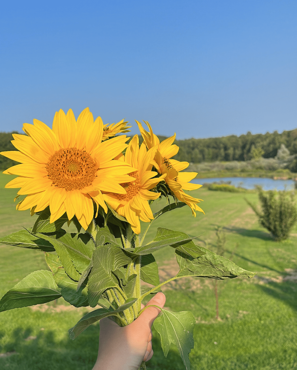 Summer Solstice